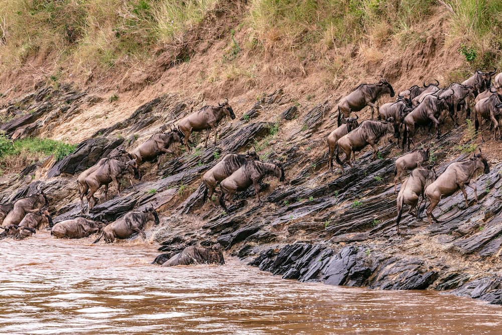 Wildebeest ascend river bank
