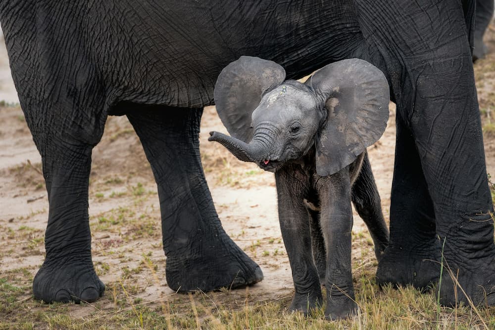 Elephant calf