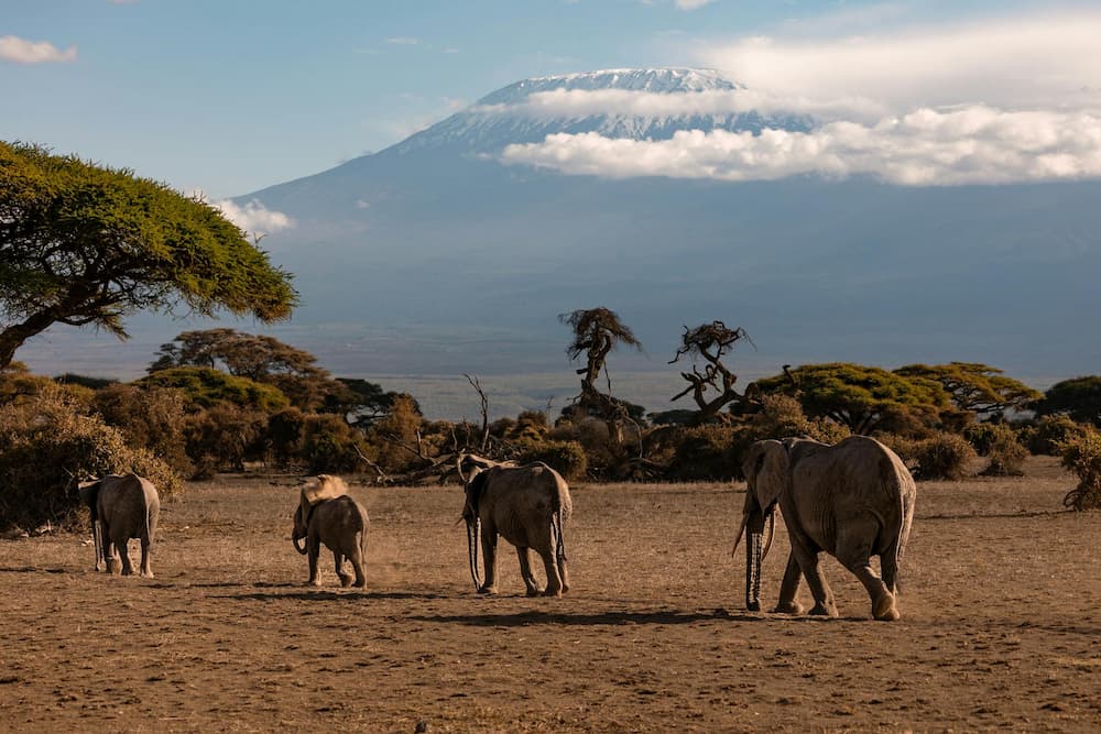 Elephants walking in line past Kilimanjaro