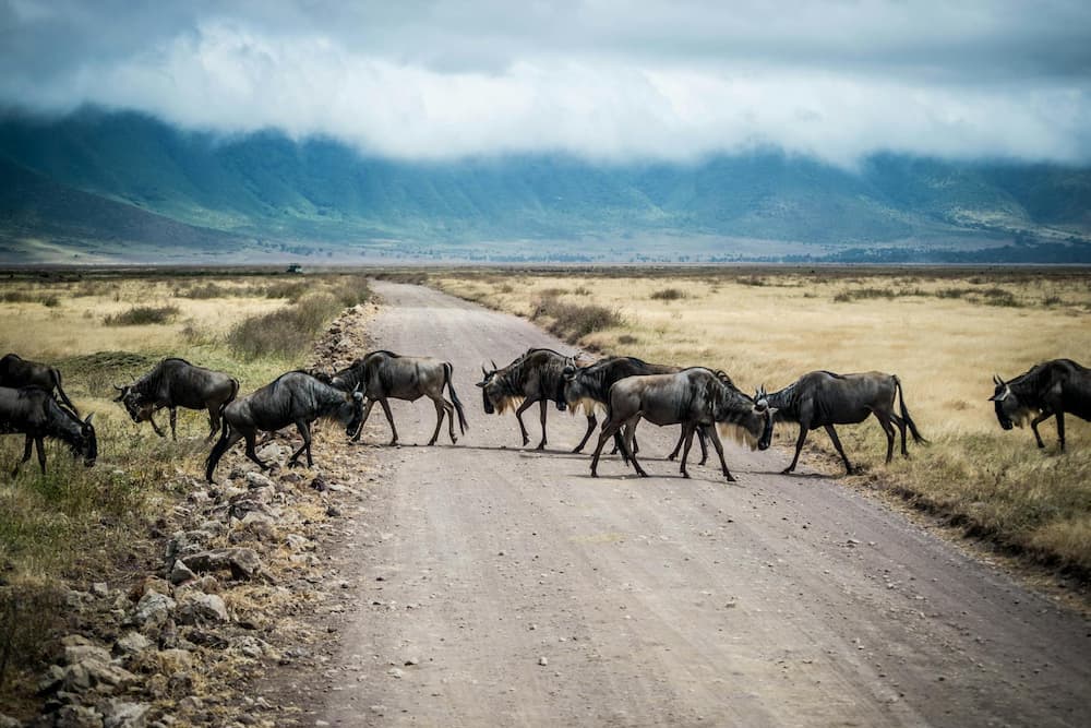 Wildebeest in Ngorongoro Crater