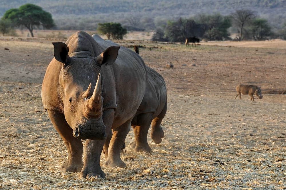 Rhino and warthog