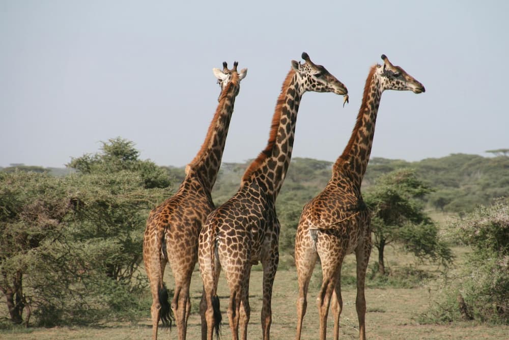 Three giraffes