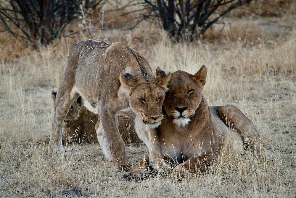 Lionesses