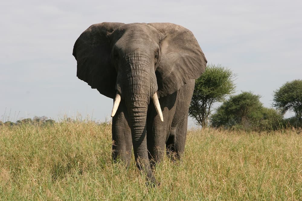 Elephant, Tarangire