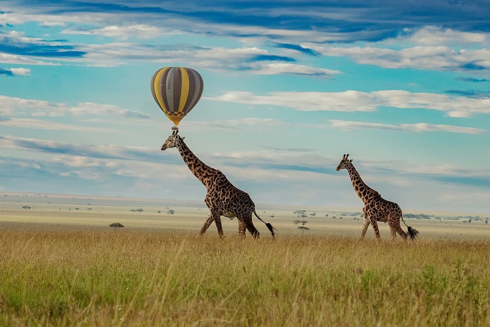 Hot air ballon above giraffes walking
