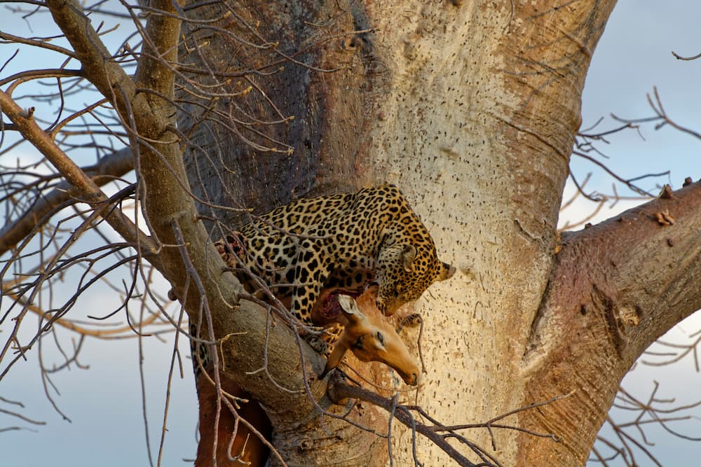 Leopard in tree, Ruaha