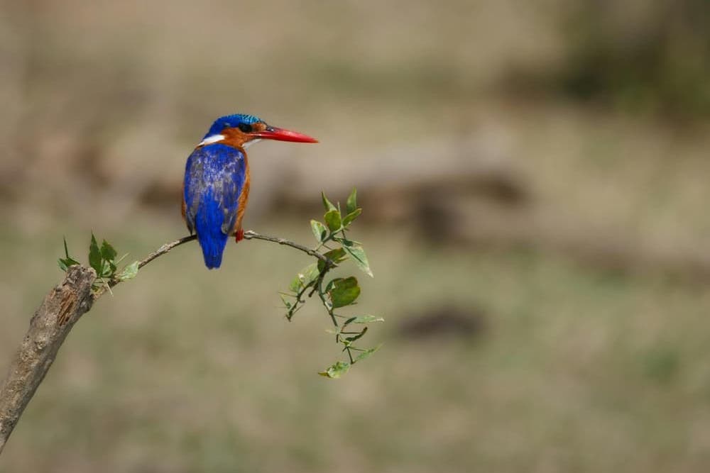 Malachite kingfisher