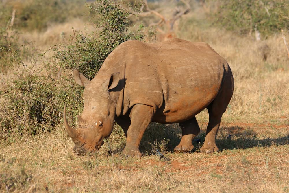 Grazing rhino