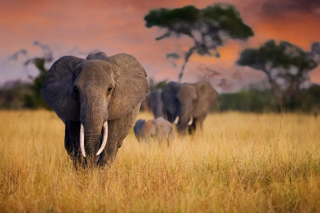 Elephant herd walking through tall grass in Tarangire National Park