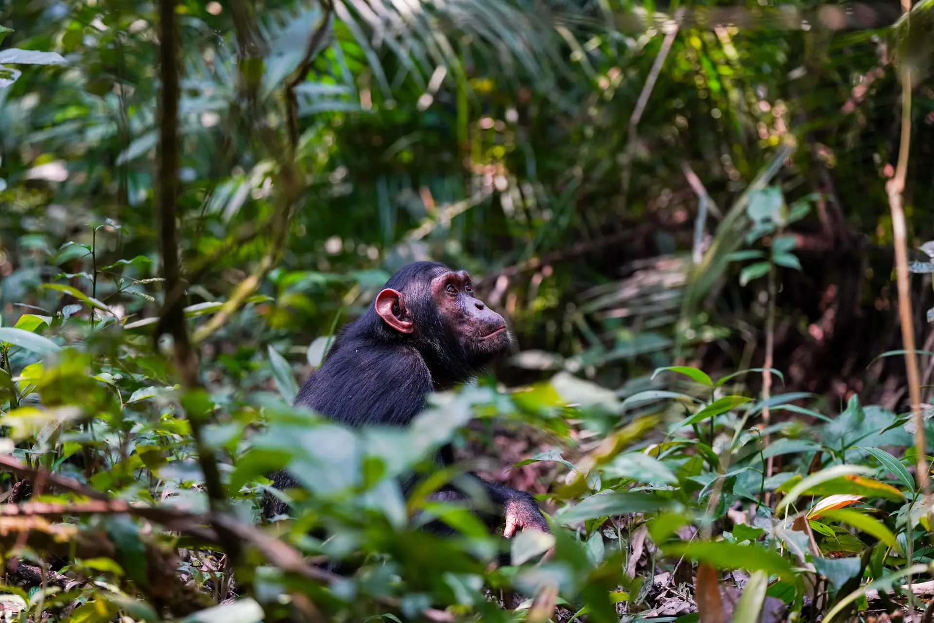 Chimpanzee sitting among green forest foliage