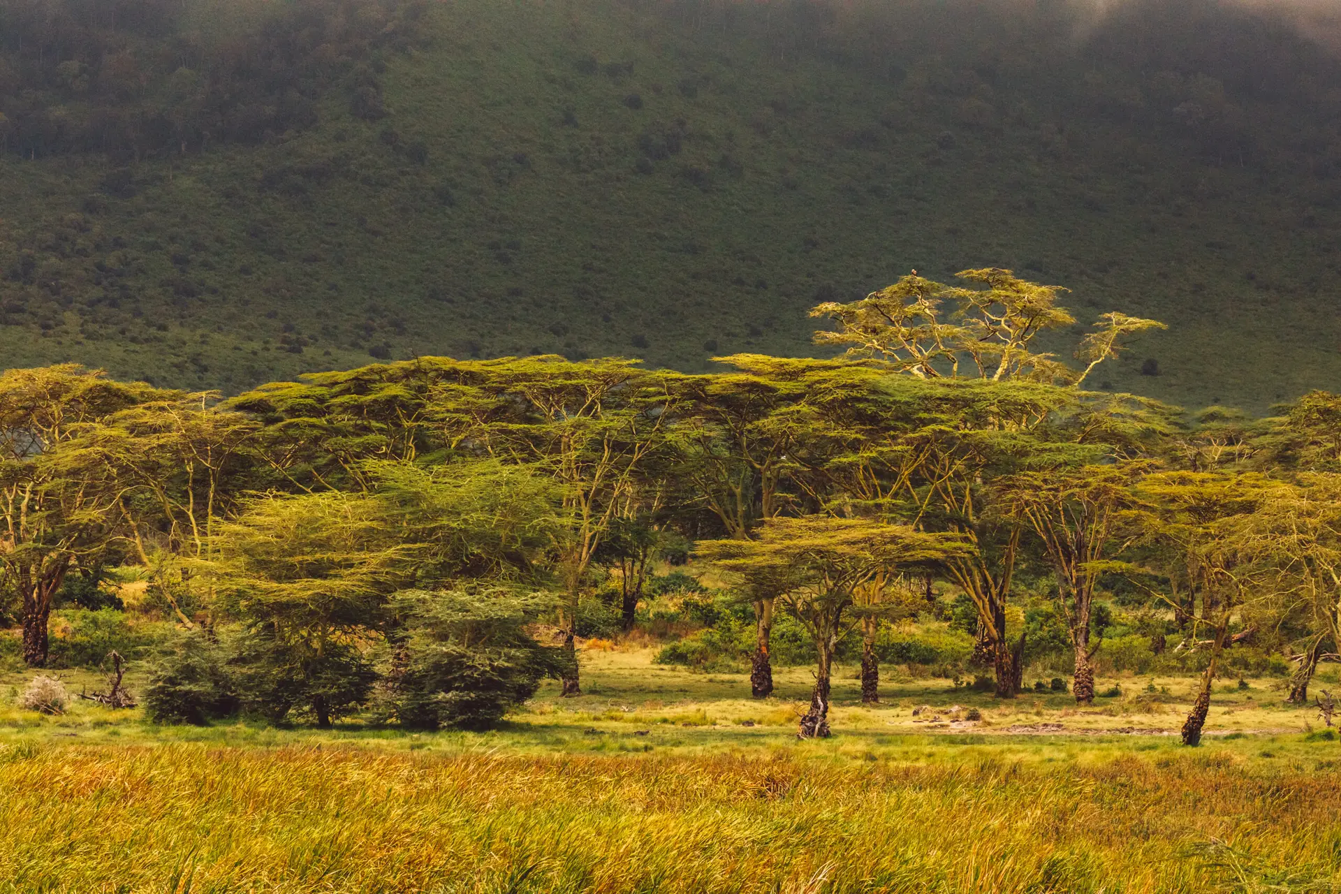Trees across an open savannah landscape
