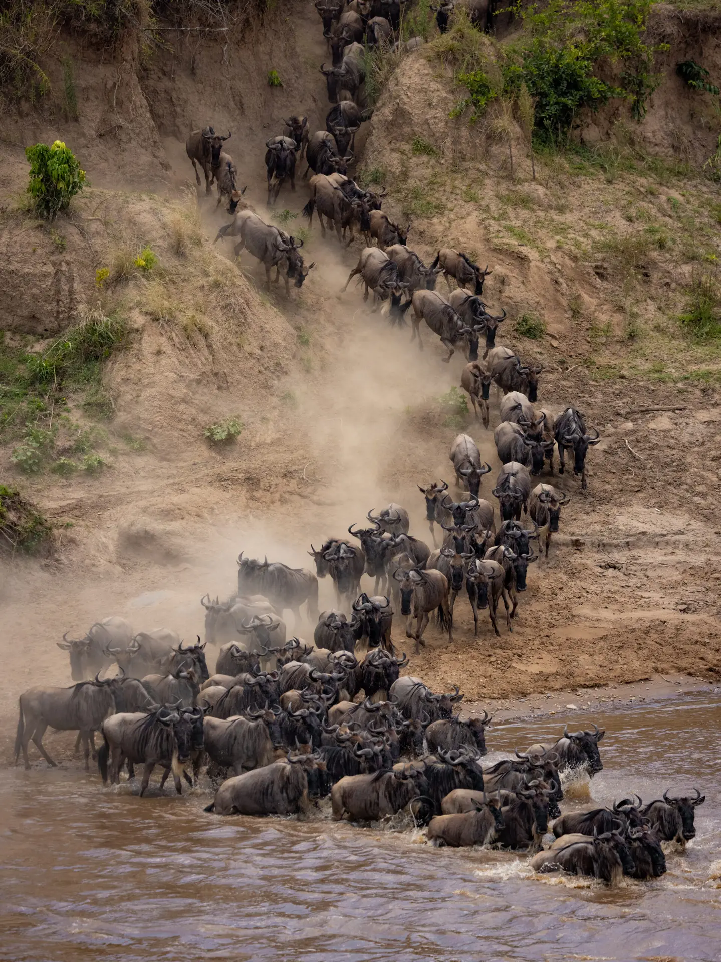 Wildebeest during the Great Migration in East Africa